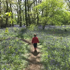 Bluebell walk at Fernygrove Farm